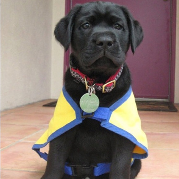 Meet your Posher Dude. - Picture 2 of 3